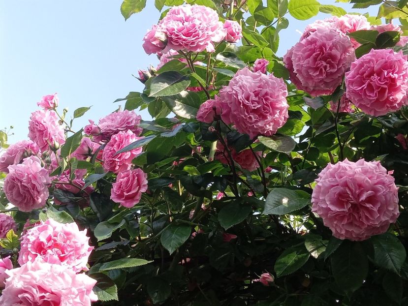  - Heillige Elisabeth 2023