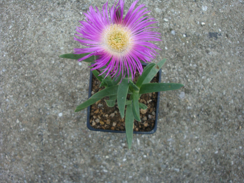 Carpobrotus acinaciformis (L.) L.Bolus 1927. - Genul Carpobrotus
