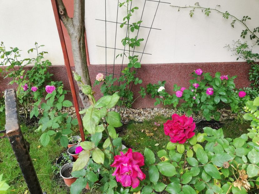  - Gradina mai 2023