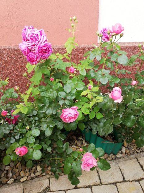  - Gradina mai 2023