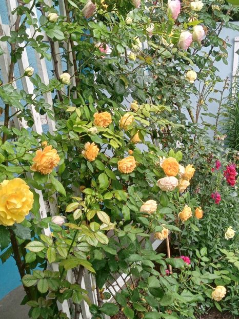  - 01 - TRANDAFIRI 2023