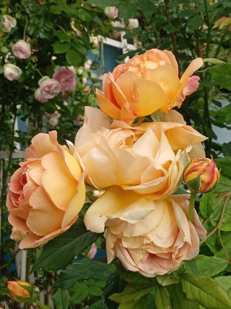  - 01 - TRANDAFIRI 2023