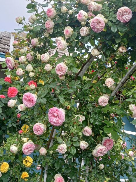  - 01 - TRANDAFIRI 2023