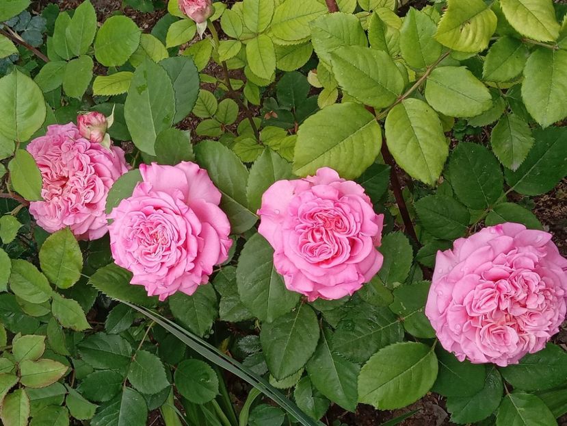  - 01 - TRANDAFIRI 2023