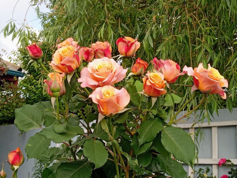  - 01 - TRANDAFIRI 2023