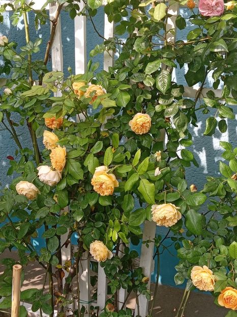  - 01 - TRANDAFIRI 2023