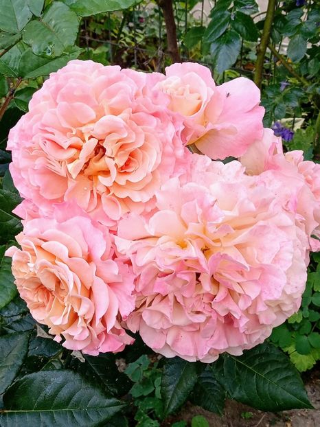  - 01 - TRANDAFIRI 2023