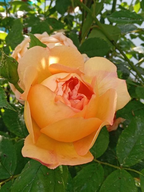  - 01 - TRANDAFIRI 2023