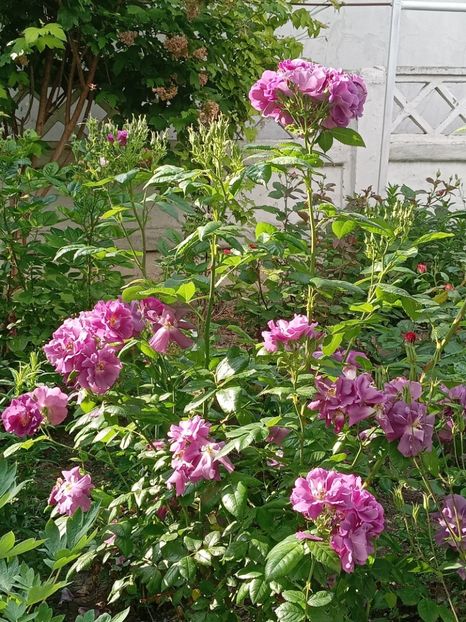  - 01 - TRANDAFIRI 2023