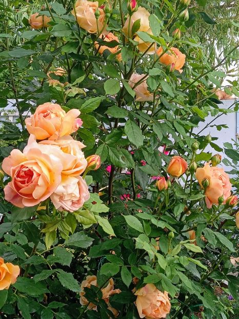  - 01 - TRANDAFIRI 2023