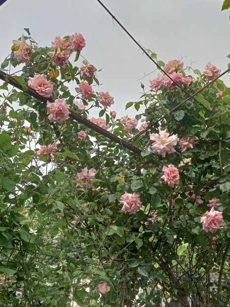  - 01 - TRANDAFIRI 2023