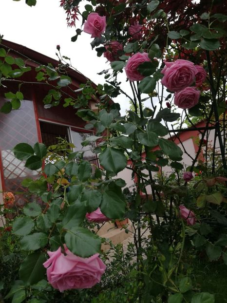 - Gradina mai 2023