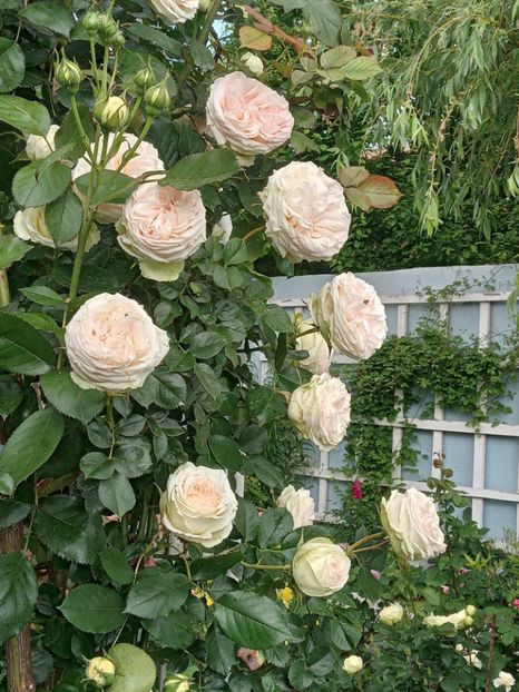  - Palais Royale 2022 - 2023-2024