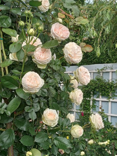  - Palais Royale 2022 - 2023-2024