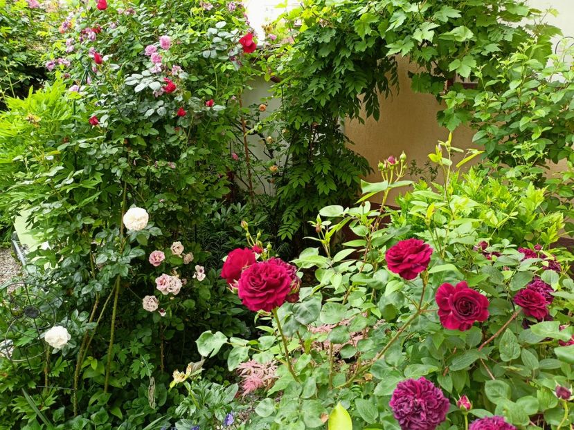 28.05.2023 - Grădina 2023 continuare 2