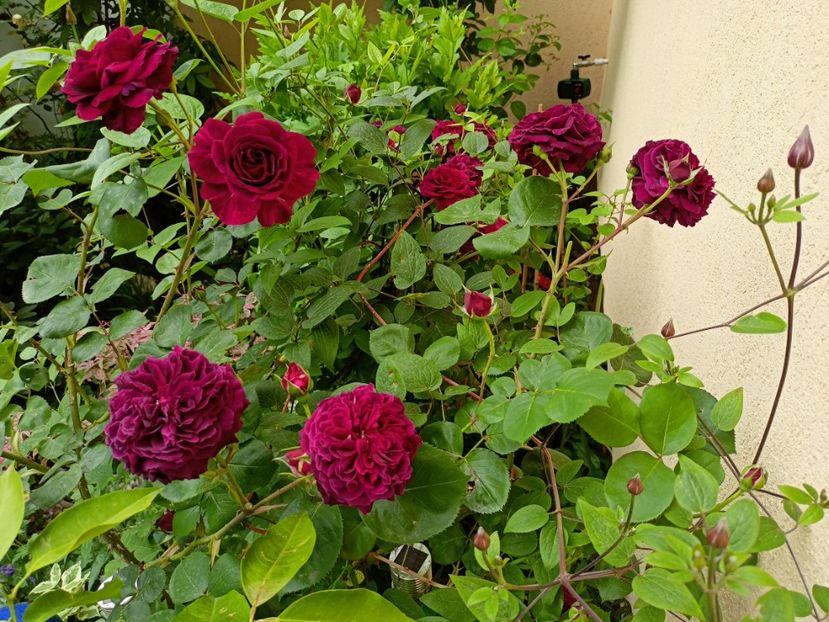 Tradescant - Grădina 2023 continuare 2