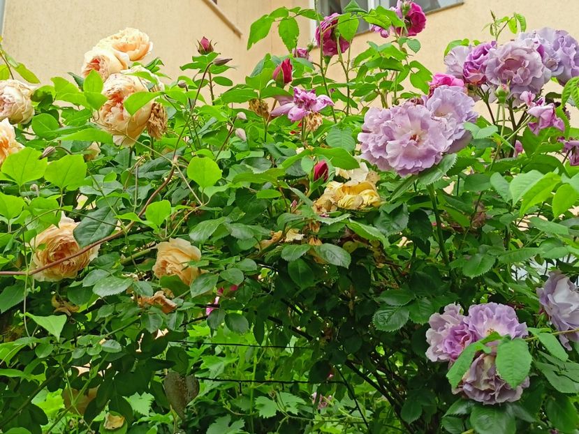 Crown Princess Margareta, Florentina și Blue for You - Grădina 2023 continuare 2