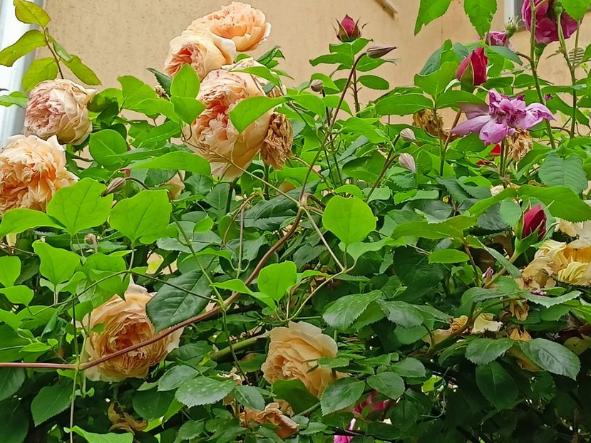  - Grădina 2023 continuare 2