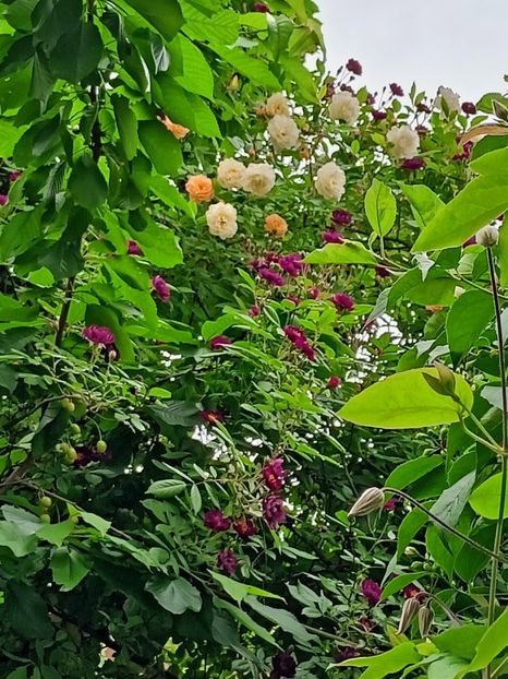 Violette și Ghislaine de Feligonde - Grădina 2023 continuare 2