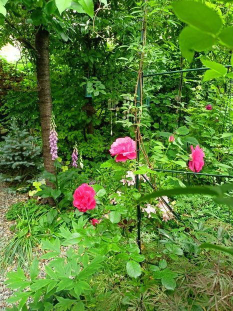 Rosarium Uetersen - Grădina 2023 continuare 2