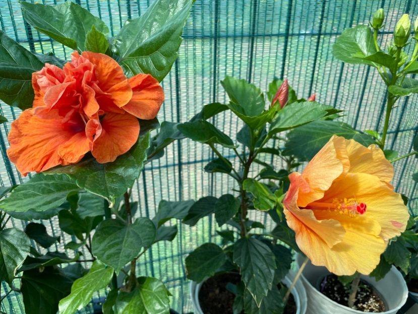 B6931703-C0B1-4BCE-95D3-3224D20F454F - 001 - Hibiscusi