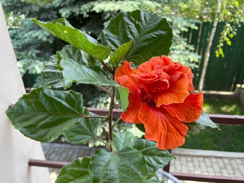 HD 1290 - 001 - Hibiscusi