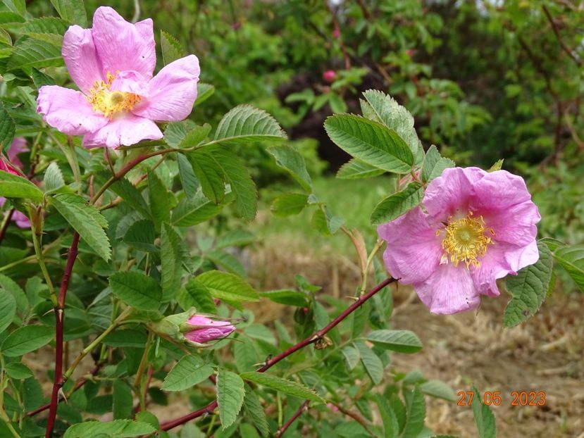  - Trandafiri 2023