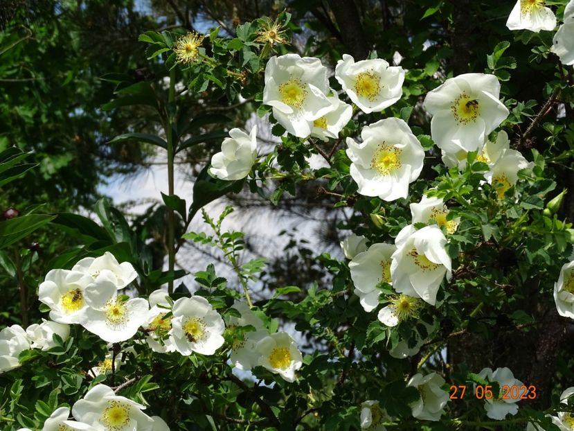  - Trandafiri 2023