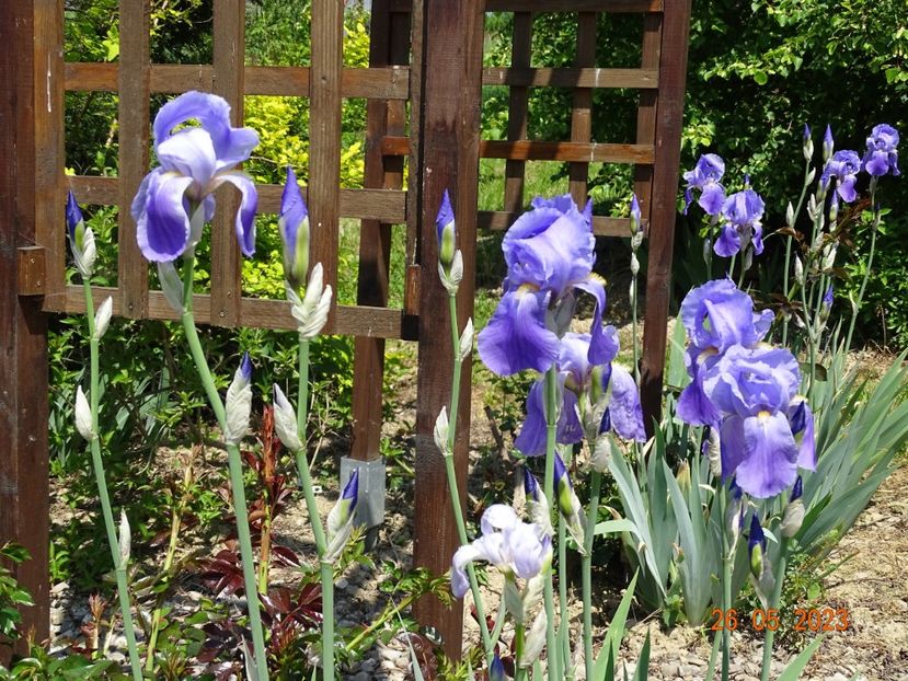 iris pallida - Irisi si bujori 2023