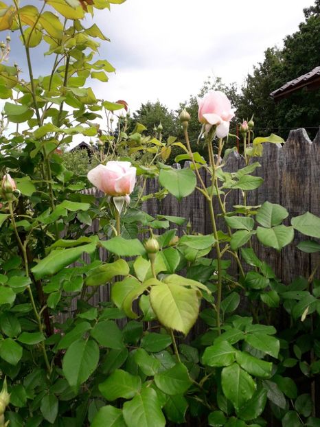 Heritaje - Trandafiri