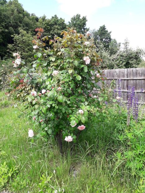 Rose de Tolbiac - Trandafiri