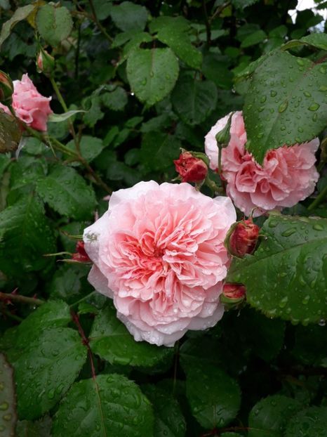 Rose de Tolbiac - Trandafiri