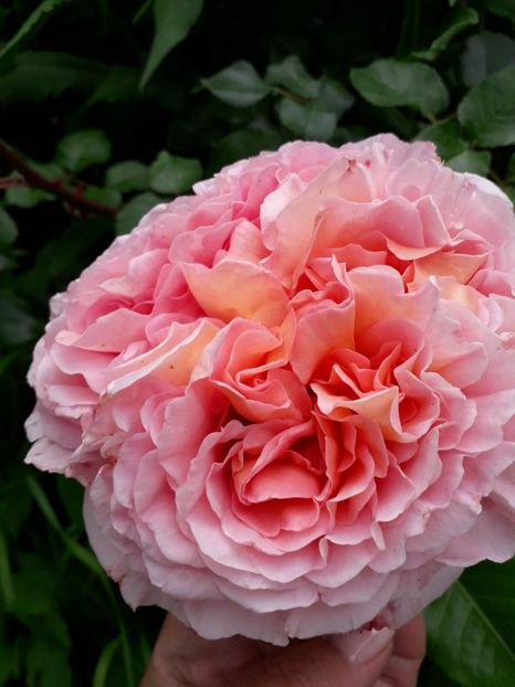 Abraham Darby - Trandafiri