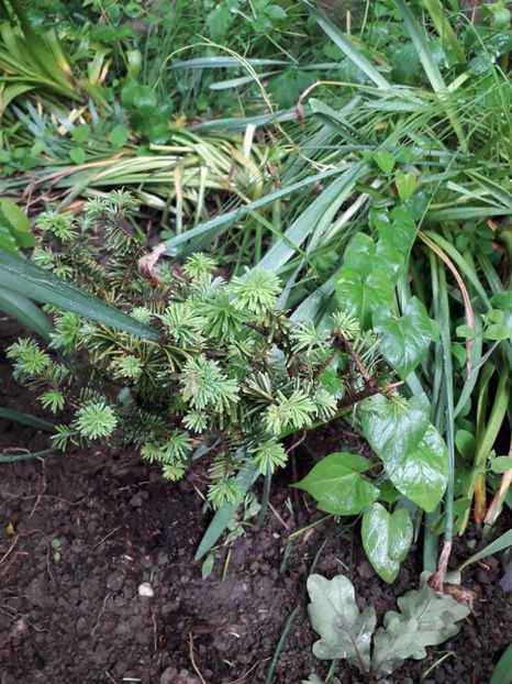 Abies balsamea nana - Alta gradina 2023