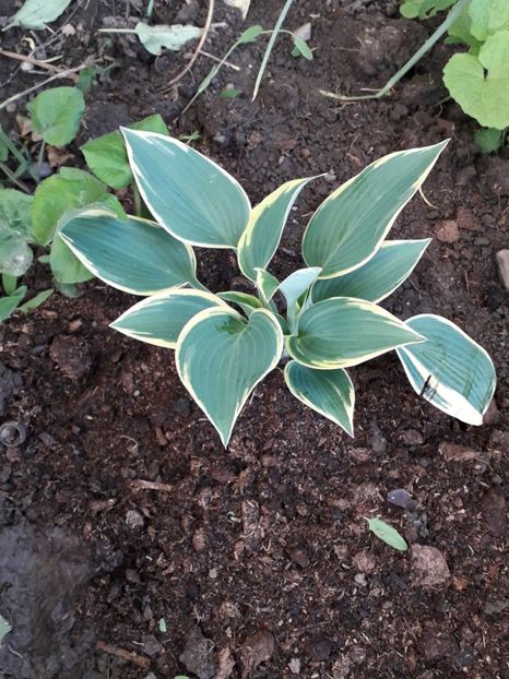 Hosta Funkia First Frost - Alta gradina 2023