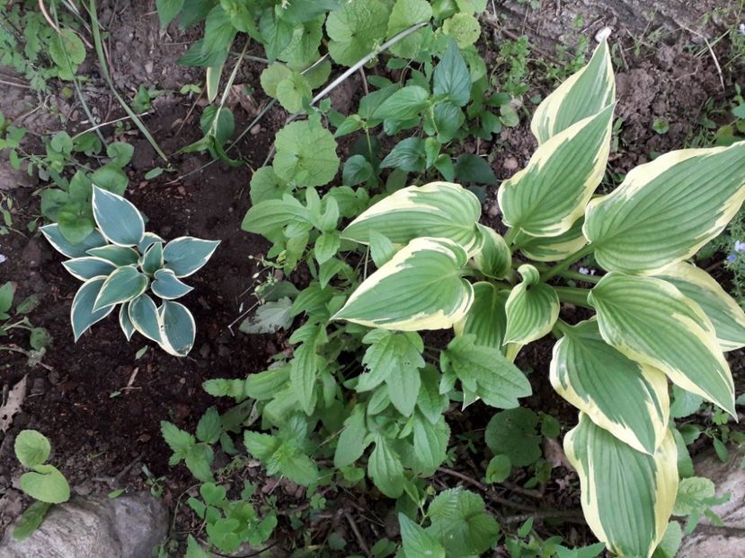 Hosta decorata x Hosta Funkia First Frost - Alta gradina 2023