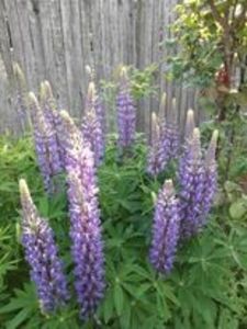 Lupin - Alta gradina 2023