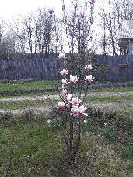 Magnolia  Soulangeana Alba Superba - Alta gradina 2023