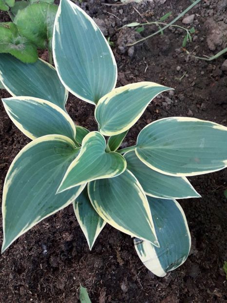 Hosta Funkia First Frost - Alta gradina 2023