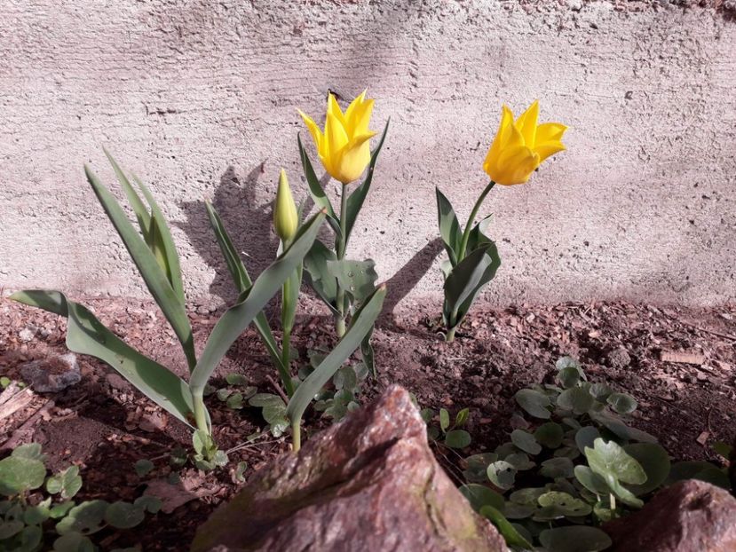Lalele West Point (Tulip) - Alta gradina 2023