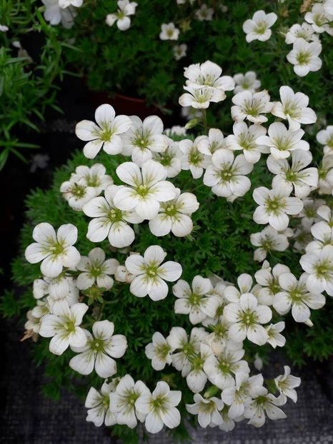 Saxifraga - Alta gradina 2023