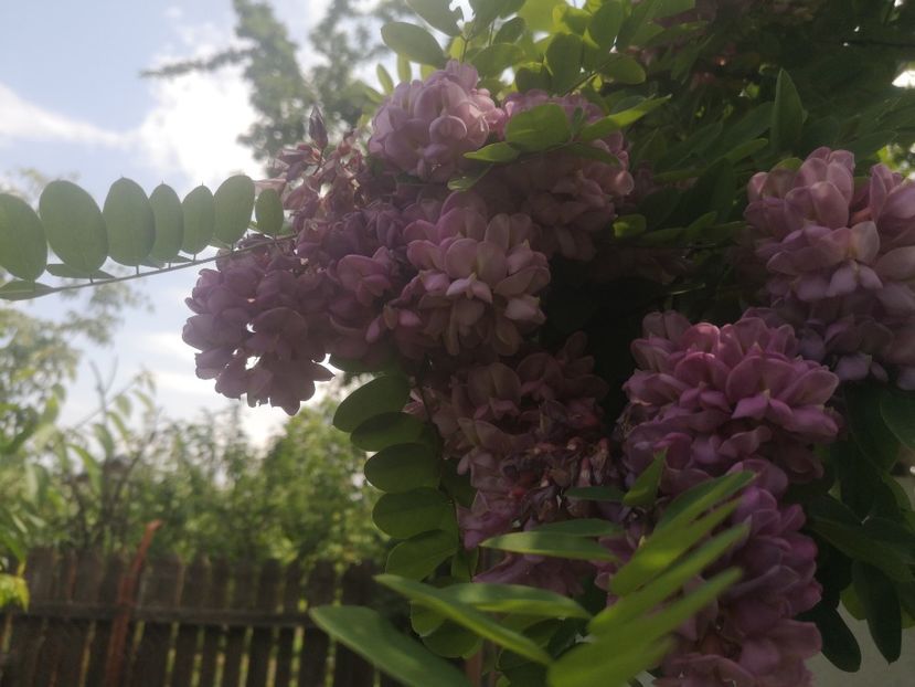  - arbori ornamentali 2023