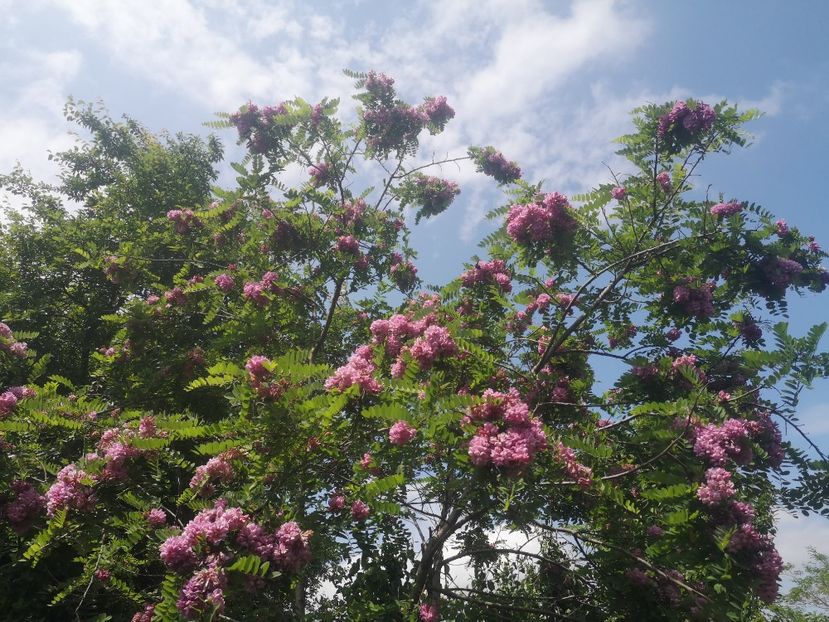  - arbori ornamentali 2023