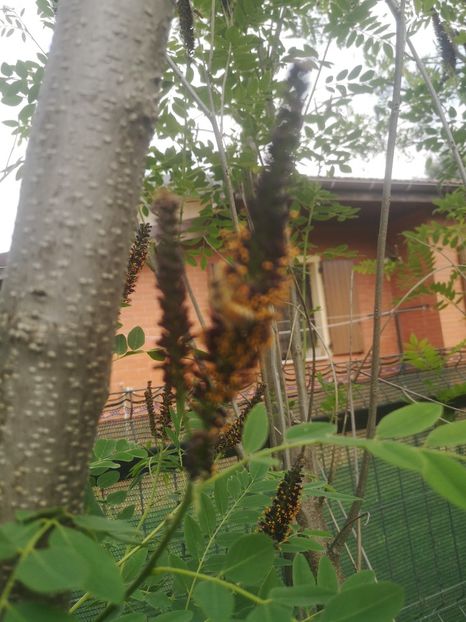 amorfa 28.05 - arbori ornamentali 2023