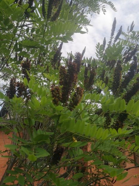  - arbori ornamentali 2023