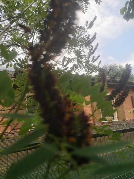  - arbori ornamentali 2023