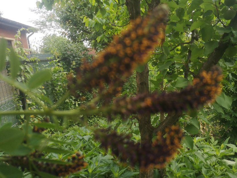  - arbori ornamentali 2023