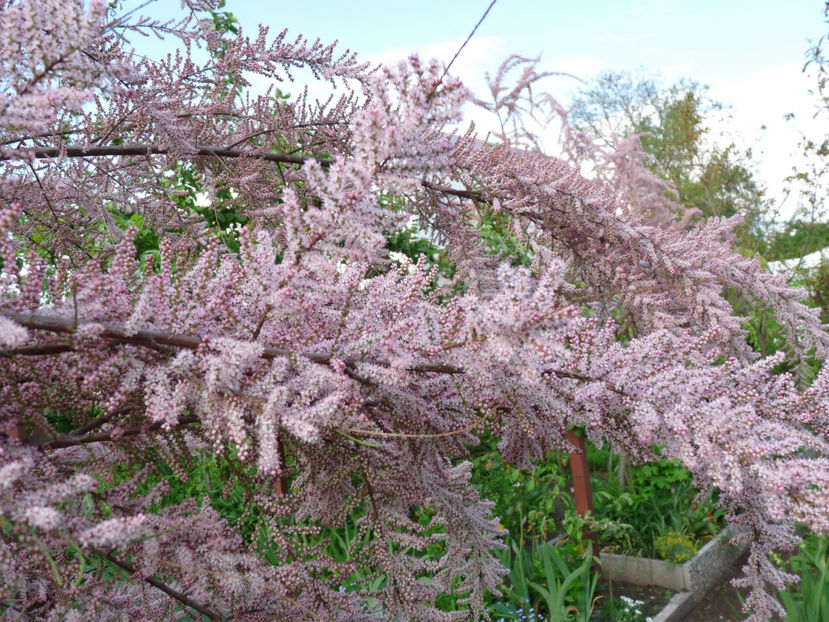  - 2023 - 01 - Primavara