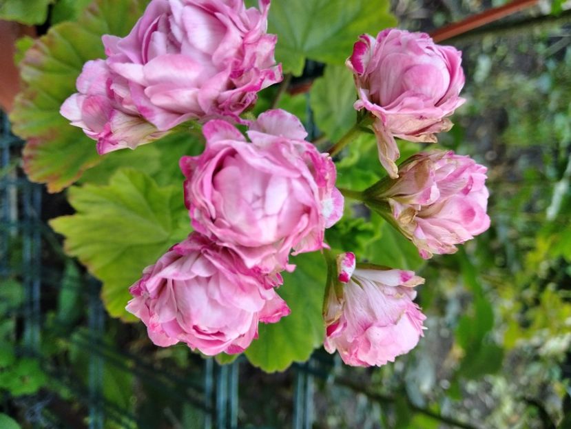 Australian Pink Rosebud - Flori 2023