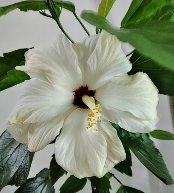 Clasic White - Flori 2023